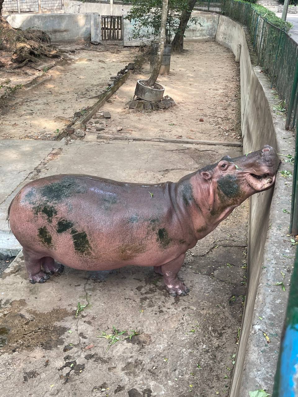 河马观察